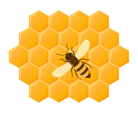 Bee honeycomb. Hexagon natural honey struct. Insects and honey. Vector illustration