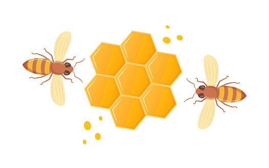 Bee honeycomb. Hexagon natural honey struct. Insects and honey. Honeycomb and bees composition. Vector illustration