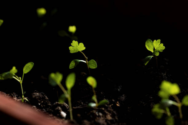 Seedlings at home. Young celery sprouts in a container on a sunny window. Black background