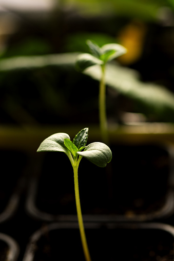 Seedlings at home. One sprout of balsam illuminated by the sun. Seedlings. Blurred background