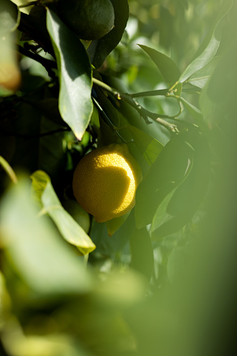 Blurred foreground. Ripe lemon on a branch among the foliage in a home greenhouse