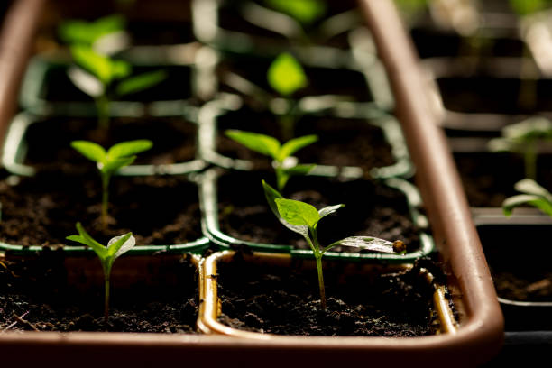 istock Sweet pepper seedlings in separate plastic containers 2086625158