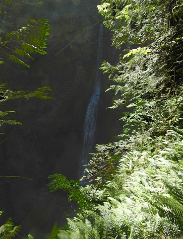 Marymere Falls, Olympic National Park, Washington State - United States