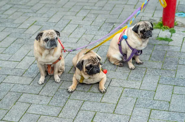 Photo of Three pug dogs tied to a red fire hydrant closeup