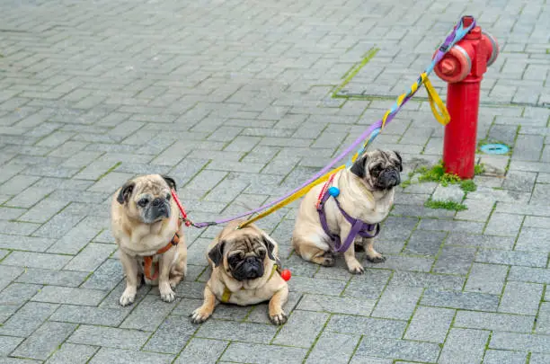 Photo of Three pug dogs tied to a red fire hydrant closeup