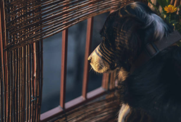 Dog watching what happens outside from home