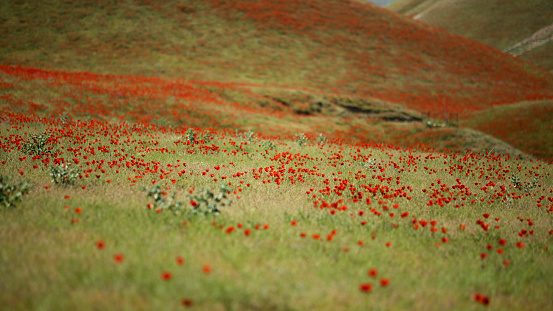 Orange poppy flowers in green mountain