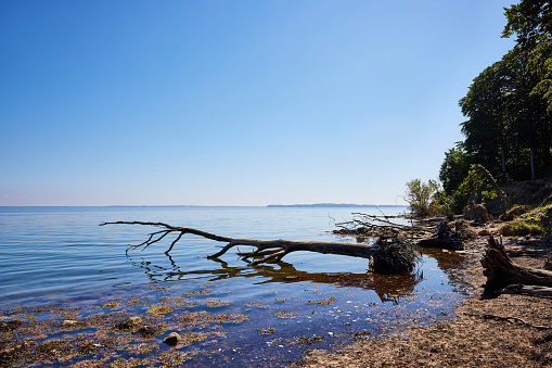 Tranquil view of fallen tree at shore of idyllic lake against blue sky on sunny day at Southern Jutland