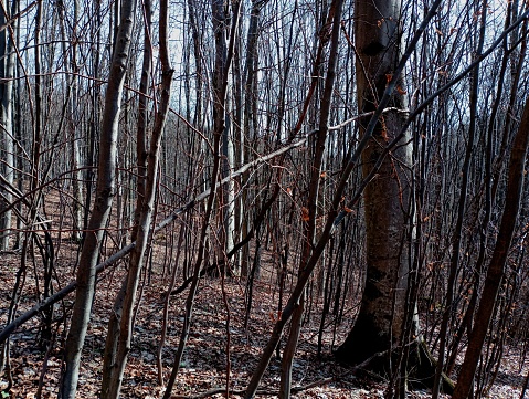 Dense impenetrable forest in a mountain area in the autumn season with bare trees and steep slopes.