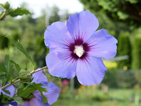 Beautiful flower of hibiscus syriacus 'Blue bird'. Ornamental shrub, summer time