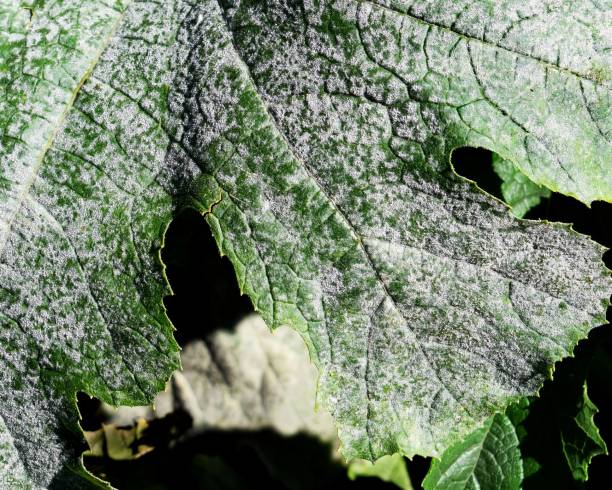 istock Fungal disease Powdery mildew on zucchini foliage 2086653025