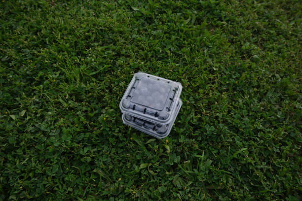 Top angle shot of field covered with grass .Space for text.