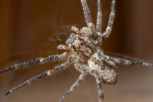 Inquisitive-looking brown spider sitting on a leaf.