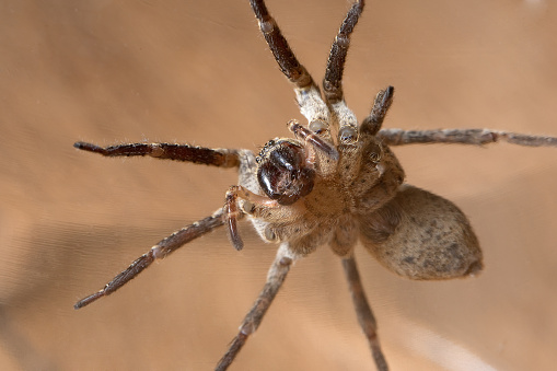 Super macro closeup of the Giant house spider (Eratigena atrica)