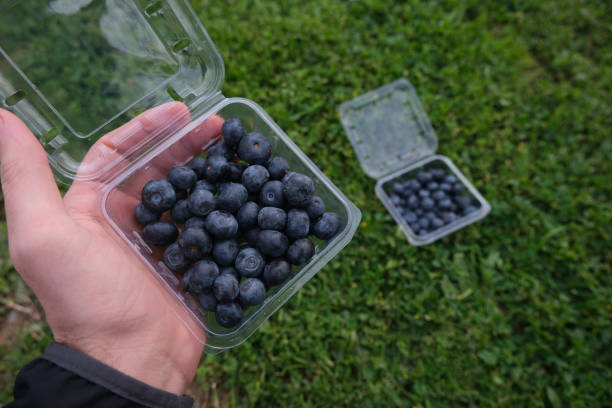 istock Hand holding blueberries in plastic bowl 2086670776