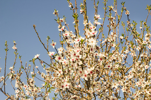 Close-up taken of fruit tree blooming with green leaves in springtime on blue sky