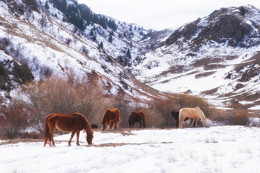 Horses graze in a herd in the mountains, looking for food under the snow in winter or early spring