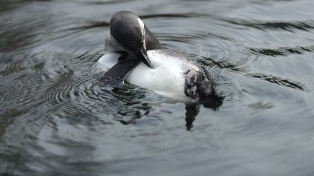 A penguin swims in the water and cleans its feathers