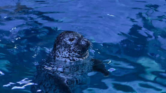A seal in Aquarium