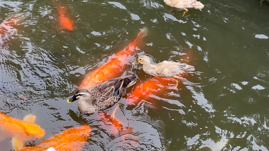 Ducks and koi coexist peacefully