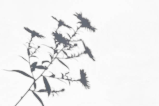 istock Gray shadows of blooming flower on white wall 2086682985