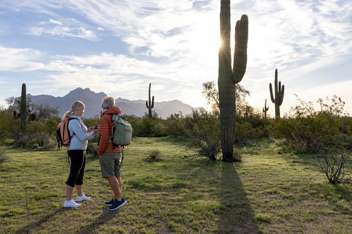 Hikers look at mobile phone for direction in desert landscape with saguaro cactus forest at dawn