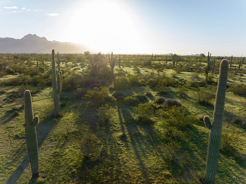 Aerial view of sunrise over desert, saguaro cacti forest and mountains in springtime