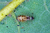 Bark louse, barklice (Graphopsocus cruciatus, Stenopsocus cruciatus), sitting on a leaf.