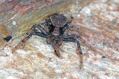 Spider of the genus Xysticus eater of the hunted A Slender Springtail (Orchesella cincta) on stone.