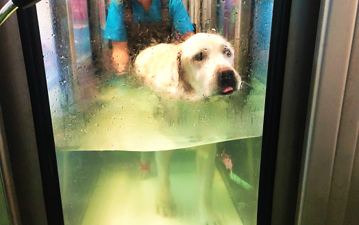 A Labrador dog submerged in water during a hydrotherapy session