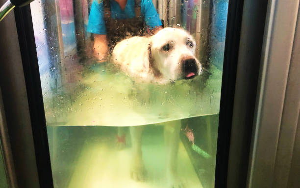 Dog hydrotherapy - foto de acervo