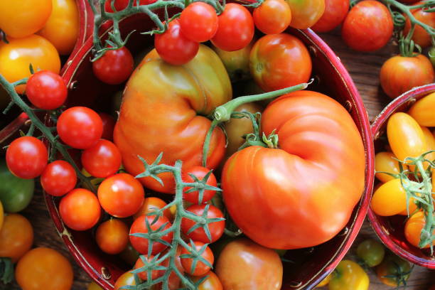 istock Freshly picked heirloom tomato harvest: pear shaped, beef heart, tigerella, brandywine, cherry 2086723122