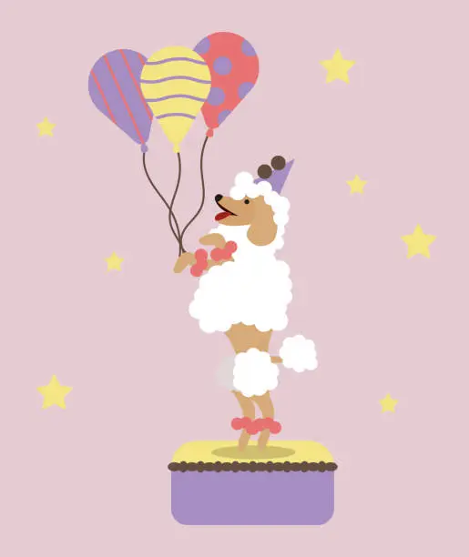 Vector illustration of Cartoon cute circus poodle dog with balls on a pedestal with stars