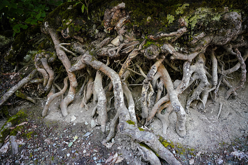 Big Tree Roots in a Forest
