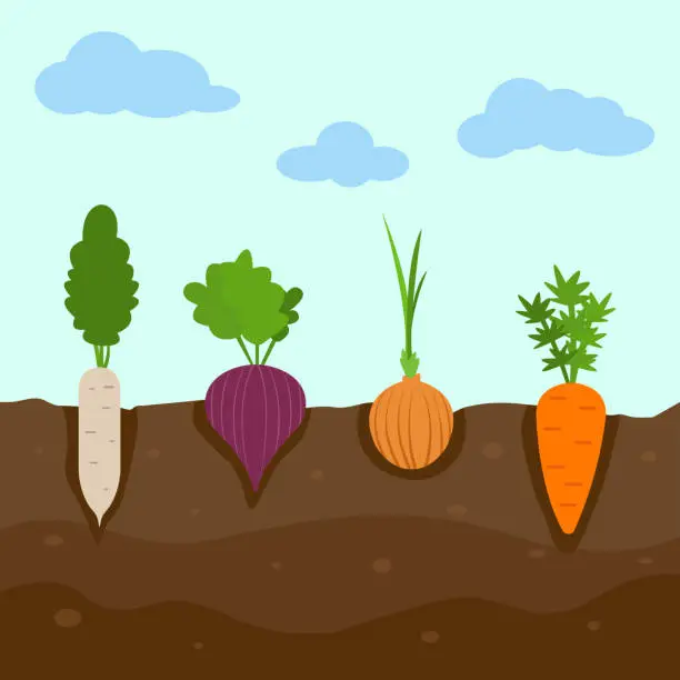 Vector illustration of Cartoon vegetables in the ground and clouds on the background