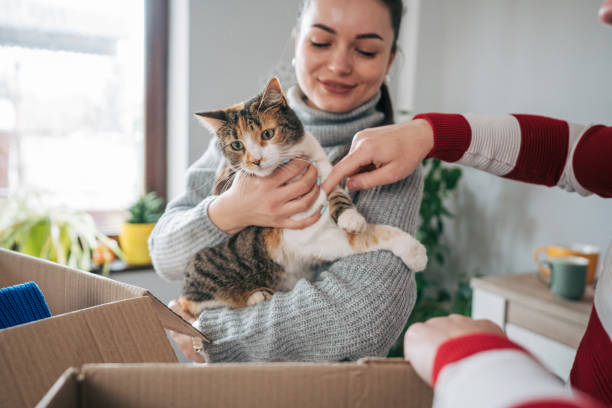 istock Young couple bonding, playing with cat while packing their clothes for charitable organisation 2086768742
