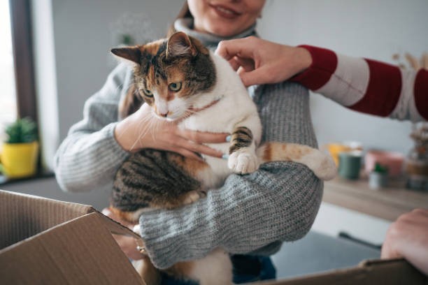 istock Young couple bonding, playing with cat while packing their clothes for charitable organisation 2086769792