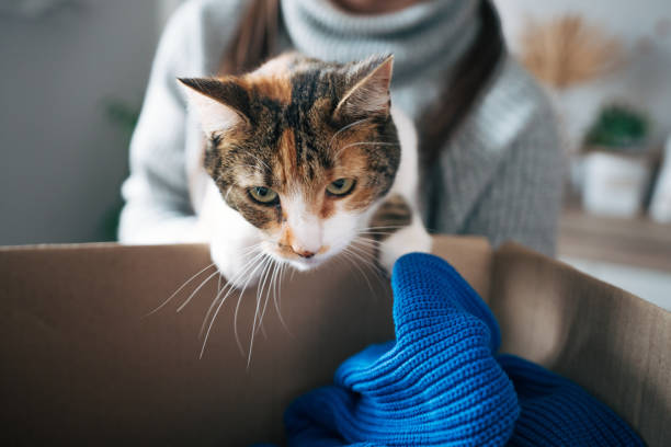 istock Young couple bonding, playing with cat while packing their clothes for charitable organisation 2086771913