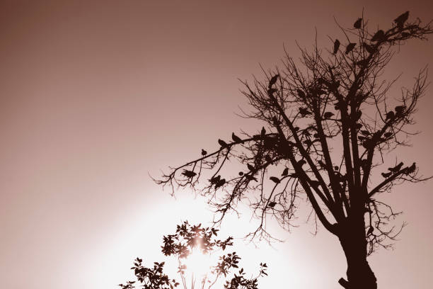 A group of birds perching on the tree at sunset.