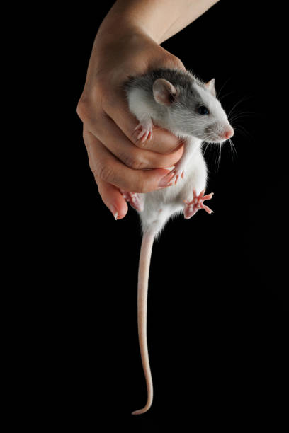 kobieta trzyma szczura w ręku. gryzoń został złapany. kolorowa mysz na białym tle na czarnym tle. miejsce na napis i nagłówek - hands and feet flash zdjęcia i obrazy z banku zdjęć