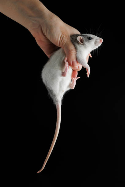 рука женщины держит крысу. грызун был пойман. цветная мышь изолирована на черном фоне. место для надписи и заголовка - hands and feet flash стоковые фото и изображения