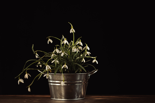 White snowdrop flowers (Galanthus nivalis) in a tin pot on old wooden table indoors