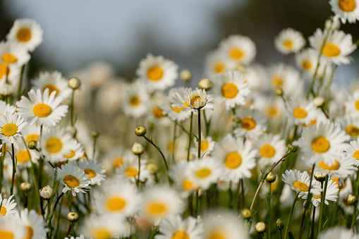 Daisy Chamomile background. Beautiful nature scene with blooming chamomilles in sun flare. Sunny day. Summer flowers