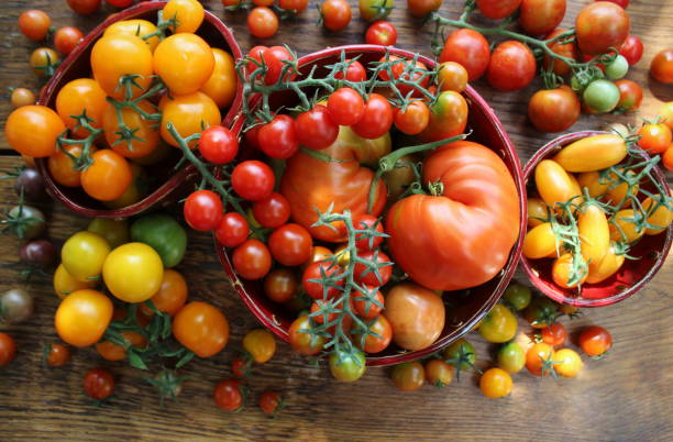 Freshly picked heirloom tomato harvest: pear shaped, beef heart, tigerella, brandywine, cherry