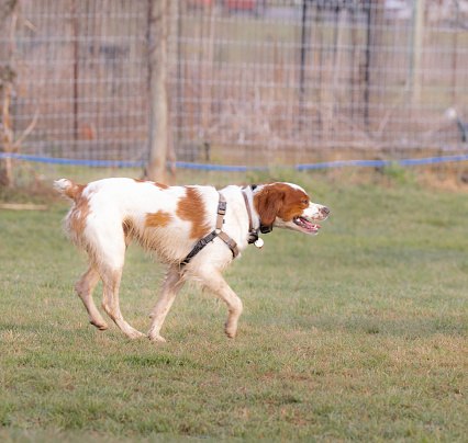 A white and brown dog running across a grassy field