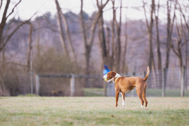 A playful dog running on grass with a yellow ball