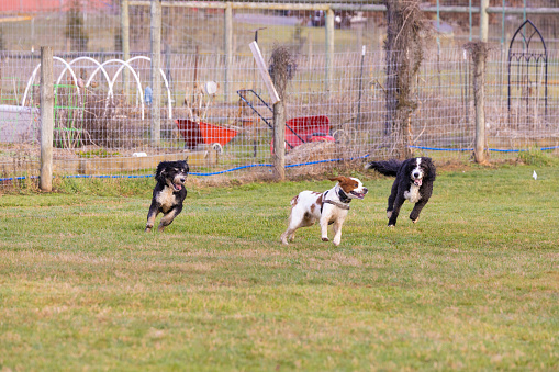 Three dogs playfully chasing a frisbee in a grassy yard