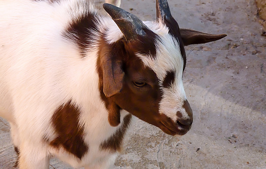 Curious brown and white spotted goat with horns explores a concrete pen.