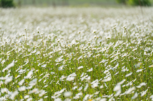 Wild daisy flowers in green grass close up