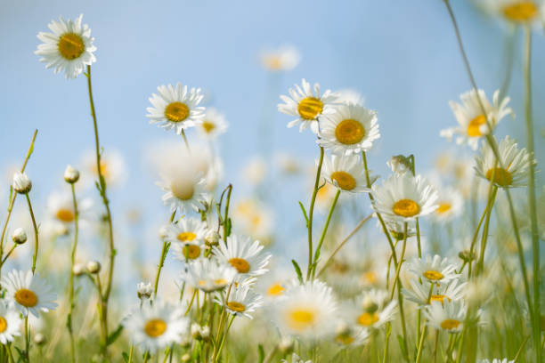 istock Daisy Chamomile background. Beautiful nature scene with blooming chamomilles in sun flare. Sunny day. Summer flowers. 2086792950